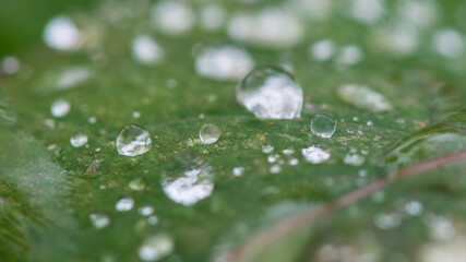 Raindrops