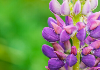 Purple Lupin