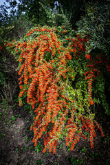 Berries in bloom