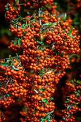Berries in bloom