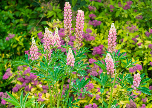 Lovely Lupins