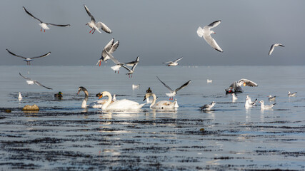 White swans swim in the sea. Beautiful birds arrived for the winter in Sevastopol. Graceful birds are monogamous. Wintering of migratory ducks, mallards, swans in the warm Black sea. A flock of gulls