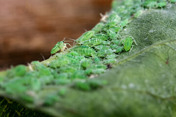 whitefly - a pest of agricultural crops. Сrop pest
