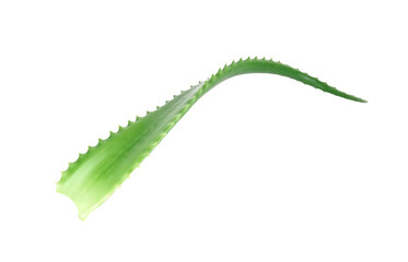 Fototapeta premium Aloe vera plant isolated on white background