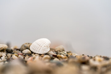 Freshwater shell on a stony beach close-up