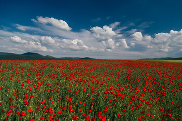 Spring, Field of poppy flowers against the blue sky with clouds.  Spring landscape of wildflowers.
