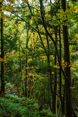 Obraz premium 兵庫県・吉滝近傍