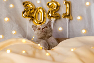 Christmas kitten 2021. Kitty with gold foil balloons number 2021 new year on Christmas festive white background.