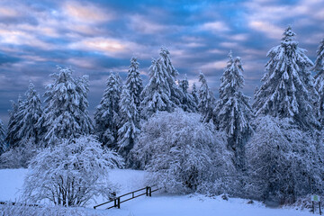 Snow-covered trees in a wonderful winter landscape on the Feldberg / Germany in the Taunus
