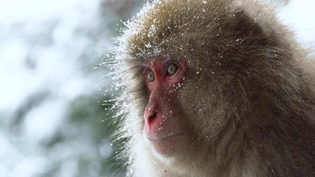 Close up Portrait of female Japanese Macaque in winter, snow flakes falling.