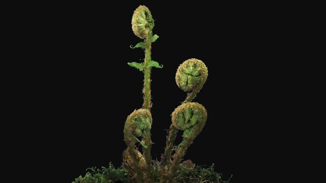 Time-lapse of fern plant unrolling new fronds 10b3 in RGB + ALPHA matte format isolated on black background
