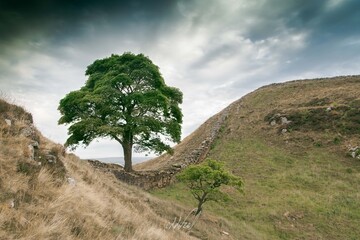 Sycamore Gap Tree