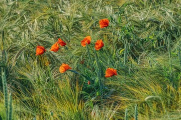 red poppies blooming in a grain field, ripening barley ears
