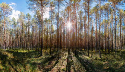 Pine trees in the forest backlit by golden sunlight with sun rays 