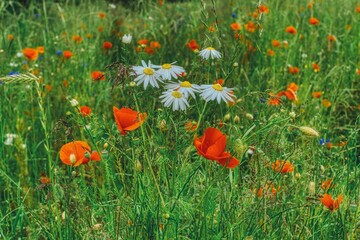 colorful flower meadow with poppies and daisies, summer in a meadow, sunny summer day in a green meadow