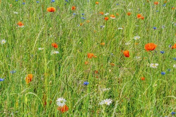 colorful flower meadow with poppies, daisies and cornflowers, wild flowers in the grass