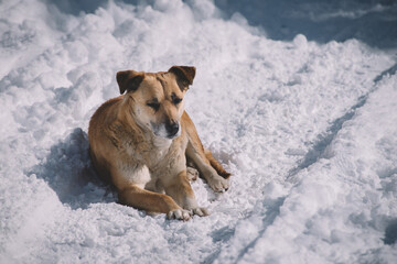 Sitting Dog In The Snow