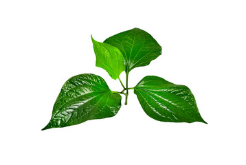 Green Piper betel leaf isolated on the white background. Thai herb, Thai food (Wildbetal Leafbush) (Piper sarmentosum Roxb) - obrazy, fototapety, plakaty