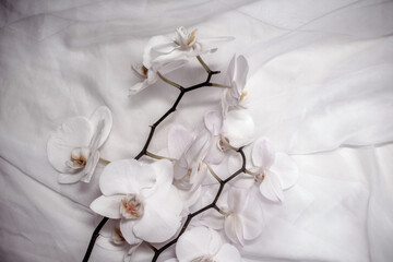 The branch of white orchids on white fabric background
