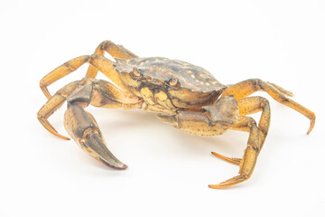 yellow sea crab on white background