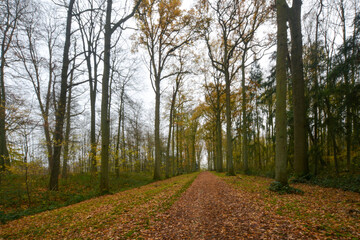 Fototapeta premium Vue d'une forêt en hiver