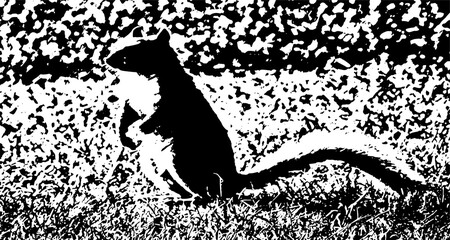 Black and white macro of a squirrel in a park.