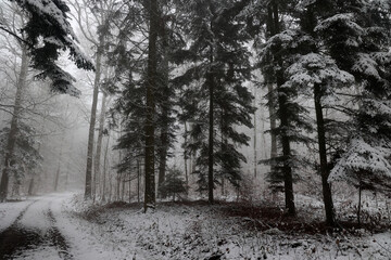 Obraz na płótnie Canvas The first snow fell in the forest