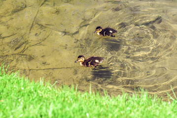 Ducks on a lake in nature