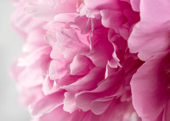 Picture with peonies