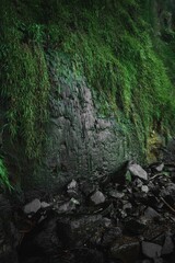 Fototapeta premium waterfall in the forest
