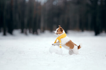 dog in snowy winter makes a snowman. Jack Russell Terrier in a scarf. Pet in nature
