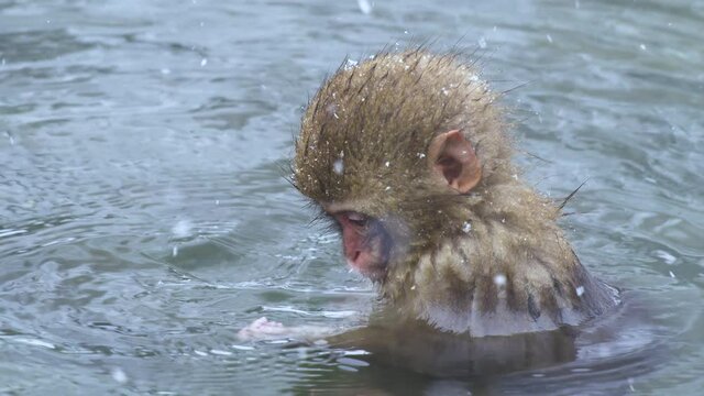Baby Japanese Snow Macaque Monkey enjoying a hot spring Onsen in the mountains of Nakano, Japan.