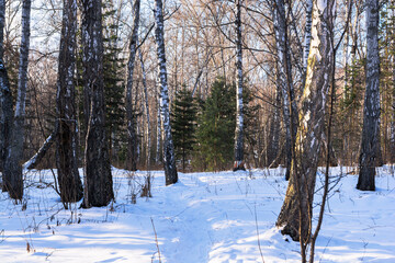 Winter forest from old birches and young green fir trees