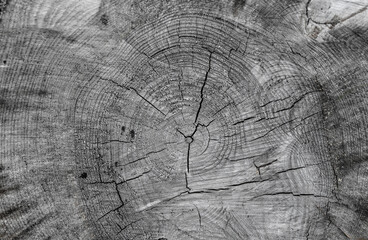 Old tree stump texture background. foreground, macro photography, texture tree. Black and white
