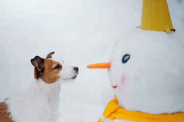 dog in snowy winter makes a snowman. Jack Russell Terrier in a scarf. Pet in nature