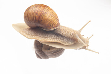 Helix pomatia. snails on transparent glass. mollusc and invertebrate. delicacy meat and gourmet food.