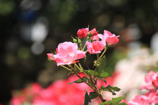 バラの花のアップ 玉ボケありの写真素材
