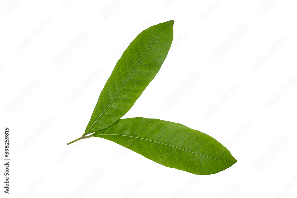 Wall mural leaf of longan fruit isolated on white background with clipping paths.