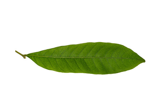 Leaf of longan fruit isolated on white background with clipping paths.