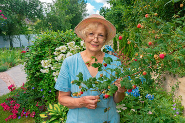 Cheerful senior lady in glasses and a hat stands in the garden among the flowers and holds a raspberry branch. Cover portrait for landscape design and gardening magazine. Woman gardener and her hobby.