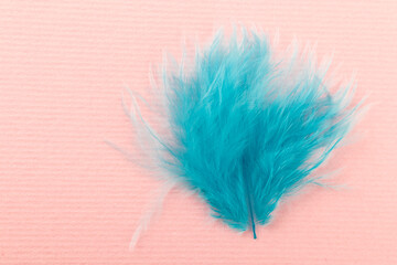 Blue feather on pink paper background.