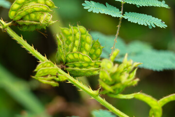 Seeds of giant sensitive plant or Mimosa diplotricha