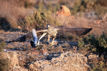The Bonelli's eagle (Aquila fasciata) chasing its typical prey - bird, pigeon. Hawk eagle chasing a pigeon in the Spanish mountains.