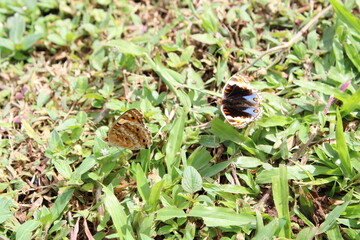 Butterflies Hang on Grass