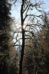 Berge Landschaft Wald