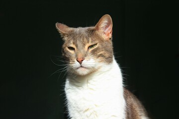 Fototapeta premium Portrait of a cute cat resting under the sun