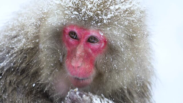 Japanese Snow Macaque Monkey searches the snow for food, hot spring Onsen, Japan
