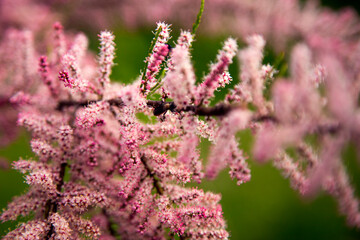 Spring flowering of tamariks in the park.