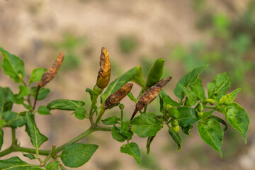 Chili fruit Anthracnosis is caused by the attack of the fungus( Colletrotichum gloesporiodes)