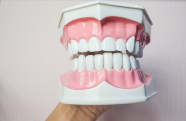 Hand holding Teeth model on white background.Dental care concept.